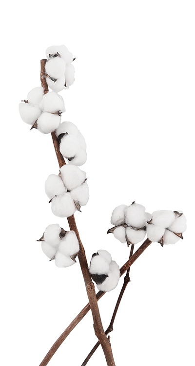 cotton.png